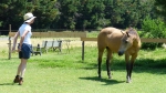 programme NOW, eponaquest, linda kohanov, carol roush, carole thomas, le pouvoir des chevaux, medicine horse way, equicoaching, horsecoaching, developpement personnel, cheval