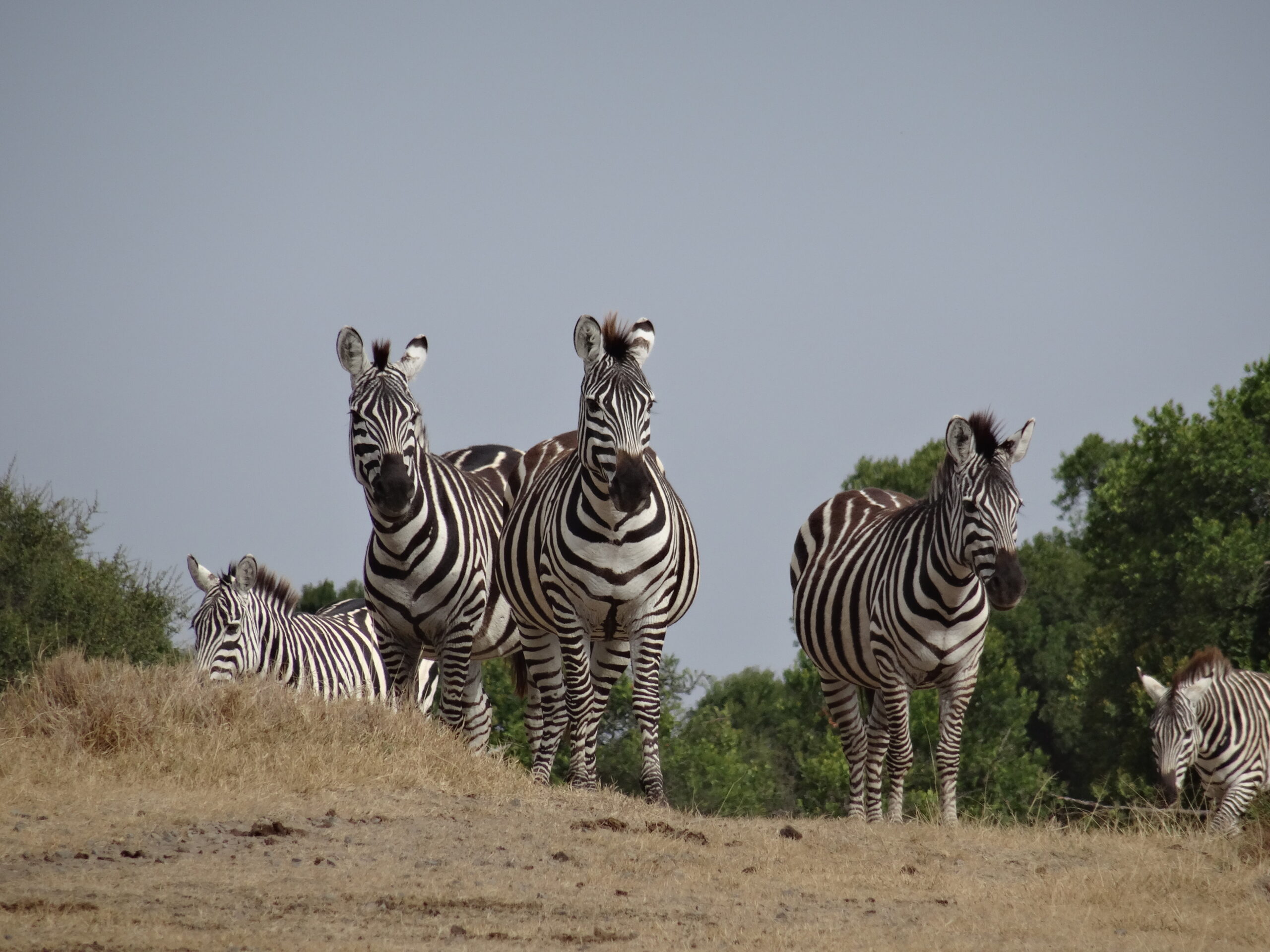 Zèbres dans la savane au Kenya