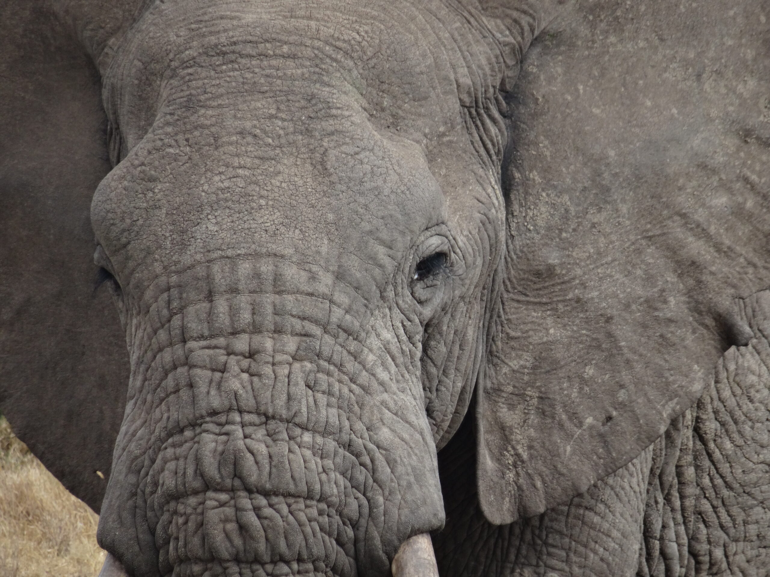Eléphant au Kenya
