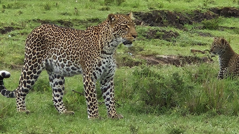 Guépart et ses petits au Kenya