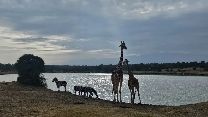 Au bord d&rsquo;un point d&rsquo;eau : ce que les zèbres nous apprennent du lien