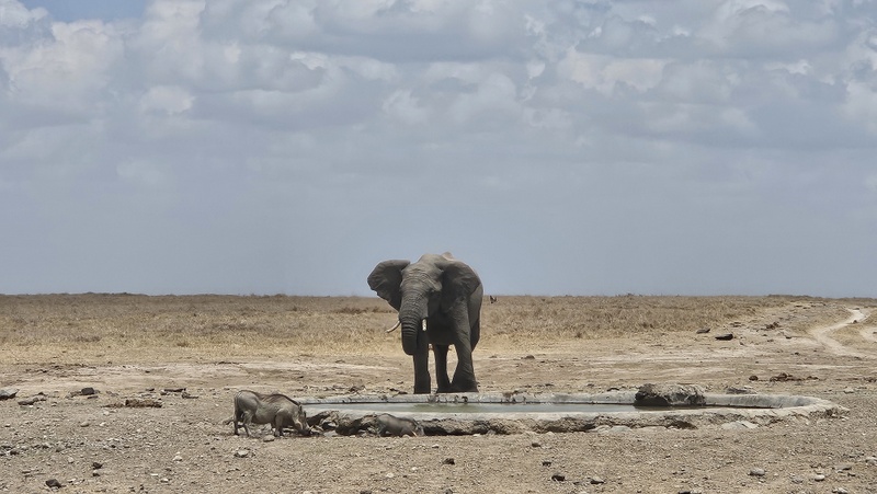 Eléphant au point d'eau au Kenay
