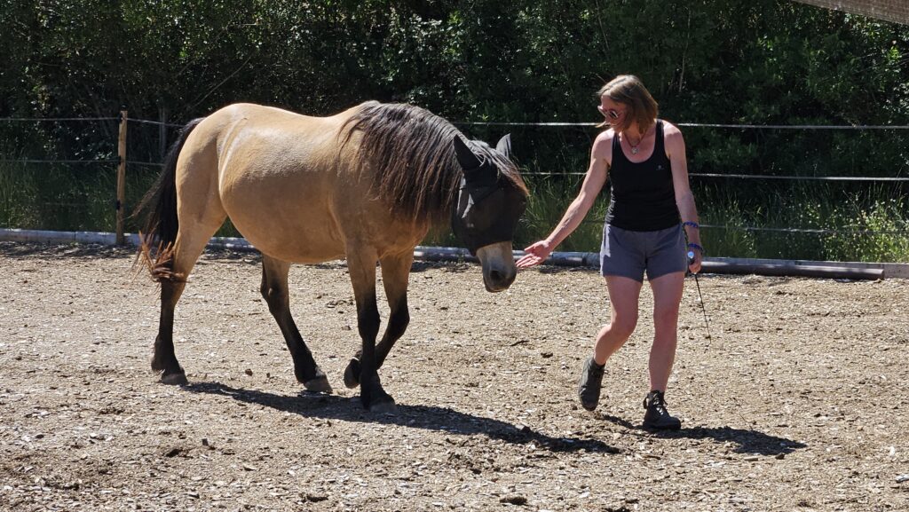 Cheval issabelle marchant avec une jeune femme souriante