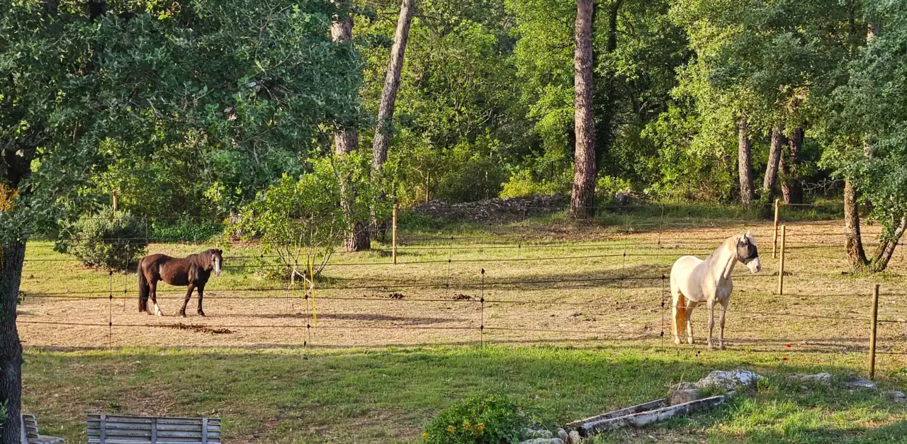 Les chevaux du Pouvoir des Chevaux dans le parc de la Sainte Baume