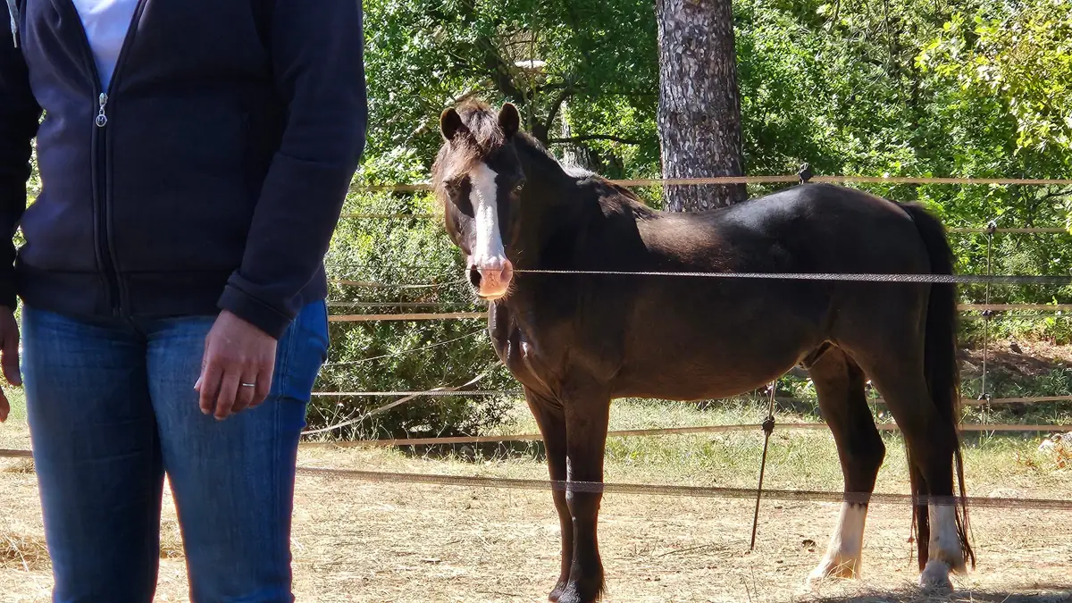 Un poney noir en liberté regarde attentivement une personne debout près de lui, dans un pré ombragé