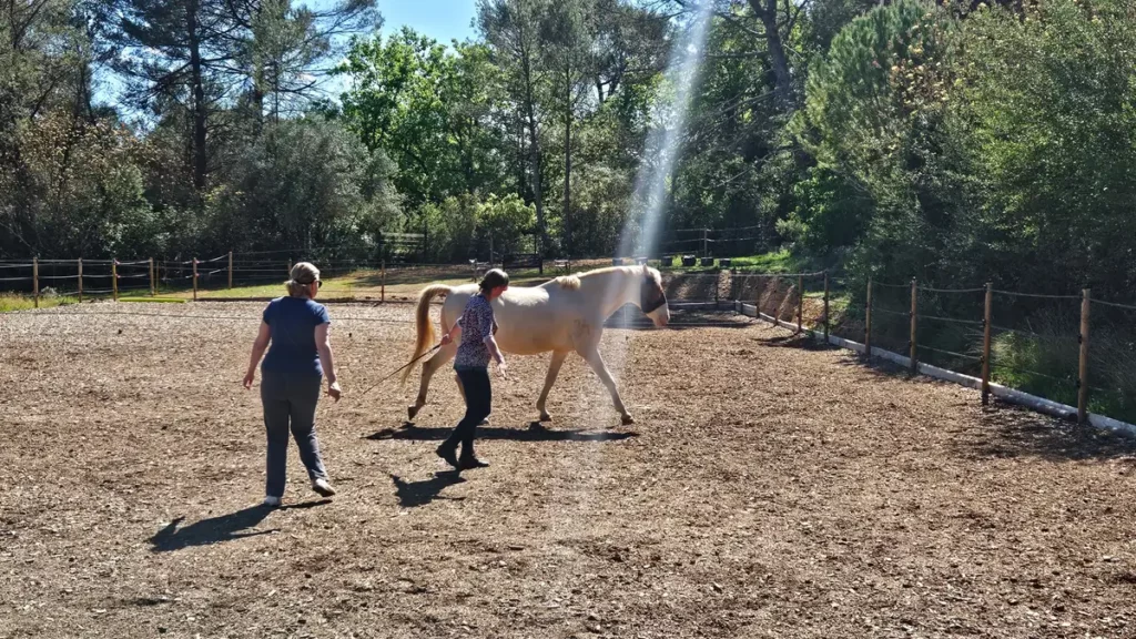 Cheval blanc marchant avec 2 femmes
